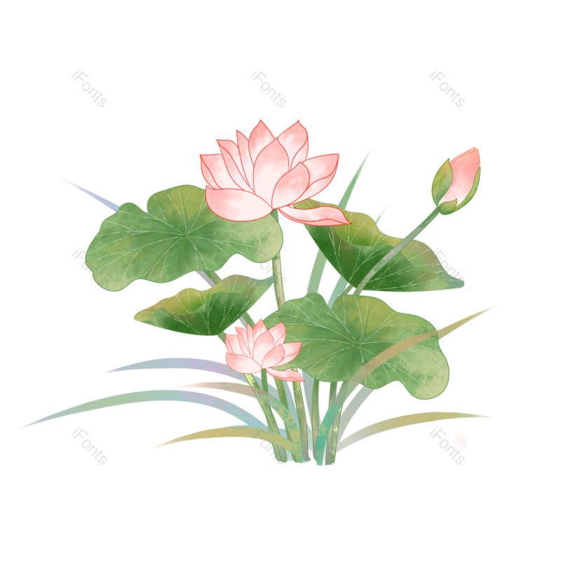 卡通图片,荷花元素,夏天PNG,花卉免抠素材